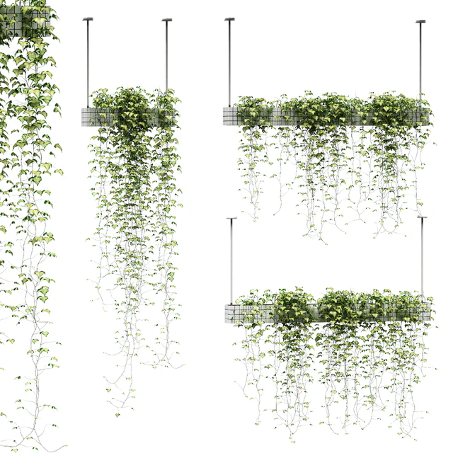 Ivy in hanging pots. 3 models — Descargar