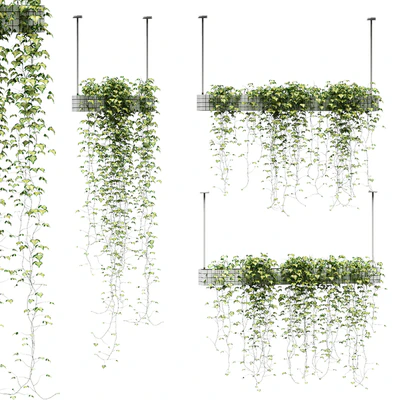 Ivy in hanging pots. 3 models — Ver 1