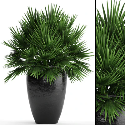 Chamaerops palm, Chamaerops, palm tree, bush, pot, flowerpot, outdoor, decorative, interior — Ver 1