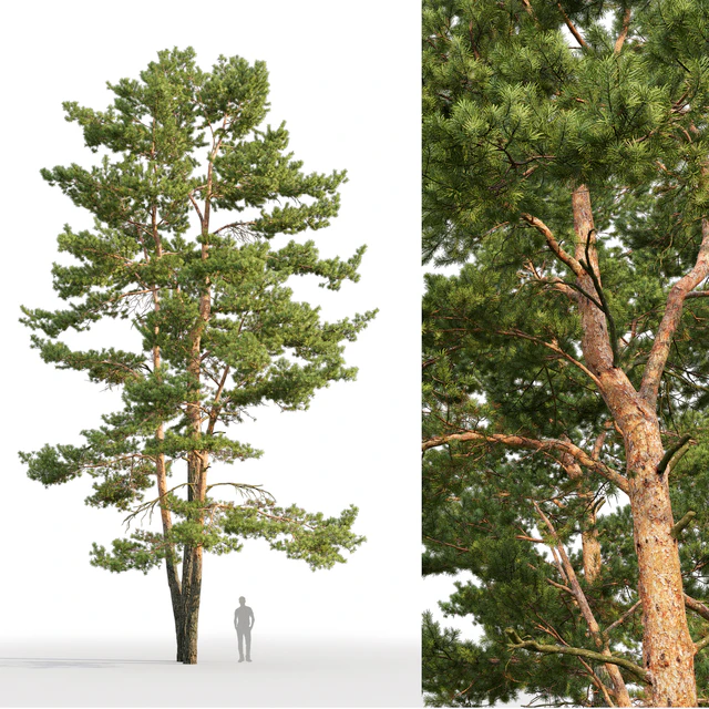 Pine — Descargar