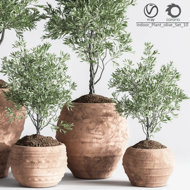 Indoor Plant olive Set 10 — Descargar