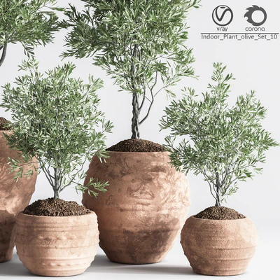 Indoor Plant olive Set 10 — Ver 5