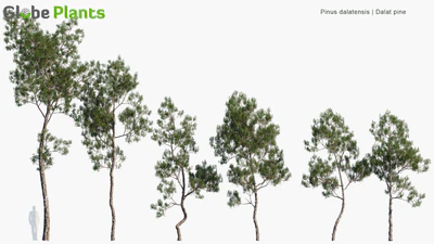 pinus dalatensis — download