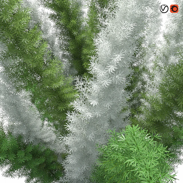 Asparagus Densiflorus Meyersii W — Descargar