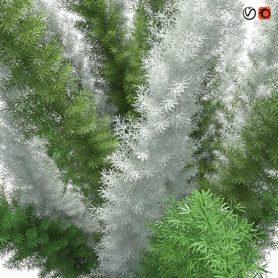 Asparagus Densiflorus Meyersii W — Ver 3