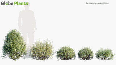 corokia cotoneaster — скачать