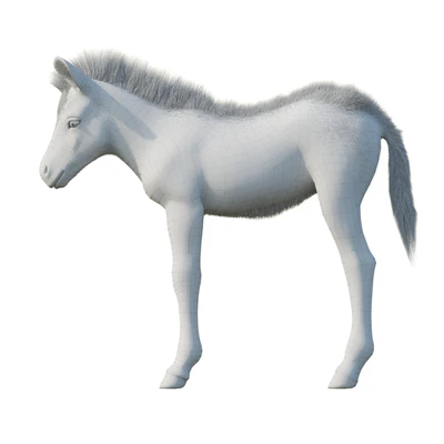 Baby Zebra — Вид 4