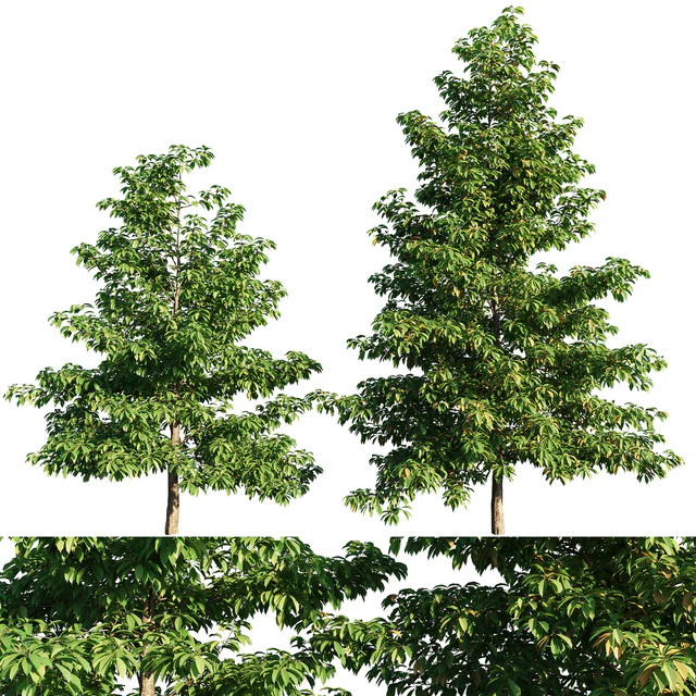 Nyssa sylvatica tree — Descargar