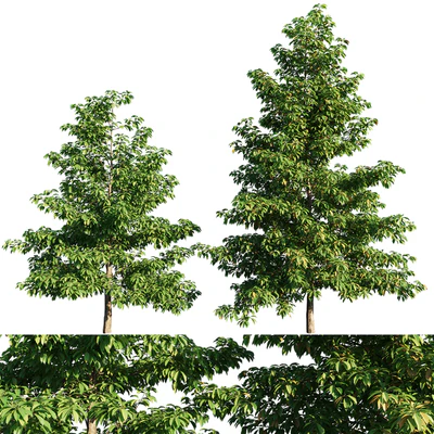 Nyssa sylvatica tree — Descargar