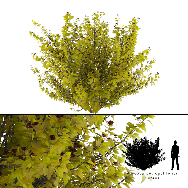 Luteus canniferous buzzard | Physocarpus opulifolius Luteus — Descargar
