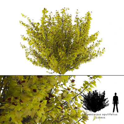 Luteus canniferous buzzard | Physocarpus opulifolius Luteus — Ver 1
