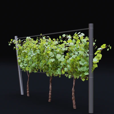 Виноград культурный | Vitis vinifera — Вид 6