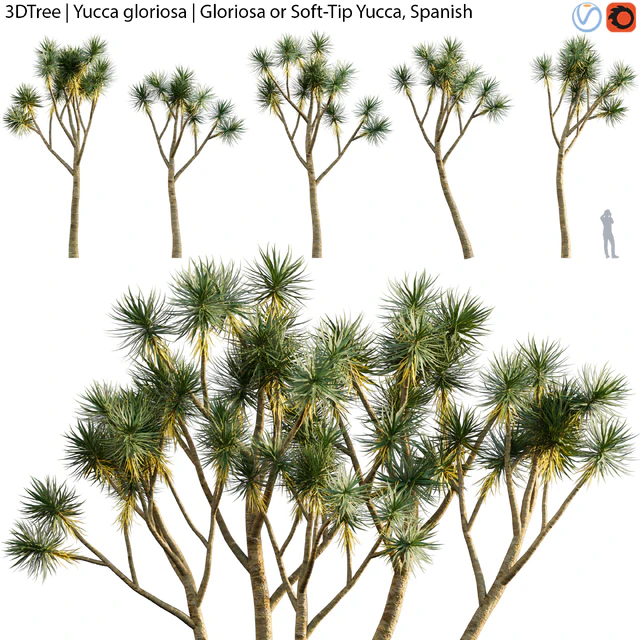 Yucca gloriosa | Gloriosa or Soft-Tip Yucca, Spanish — Descargar