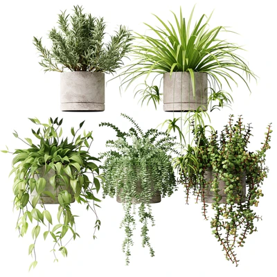 Potted plants on the shelf — Ver 2