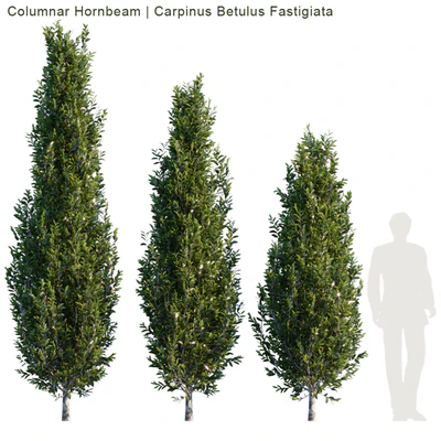 Columnar Hornbeam # 1 — Descargar