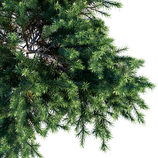 Juniperus Conferta | Shore juniper — Descargar
