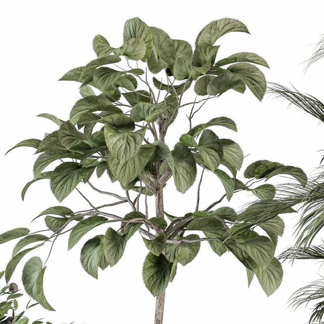 indoor Plant Set 257 - Plant Set in pot — Descargar