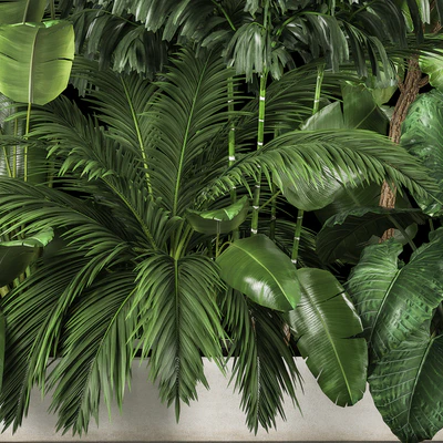 A collection of plants for a home garden with thickets and bushes, palm, strelitzia, flowerbed, flowerpot, ficus lirata. 1114. — Ver 4