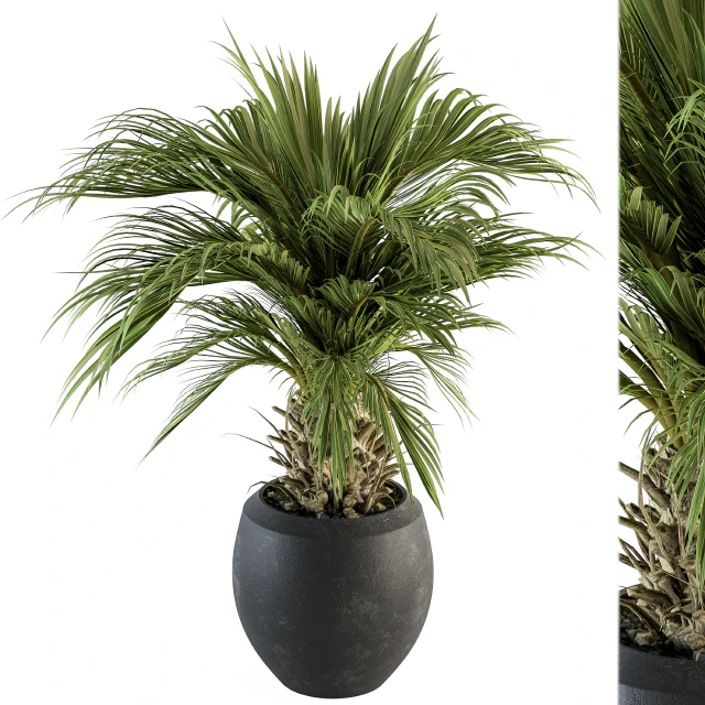 indoor Plant Set 133 - Palm Plant in Pot — Скачать