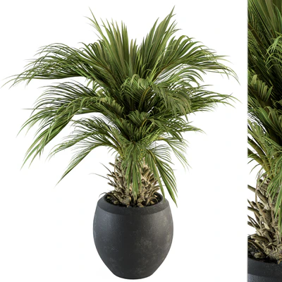 indoor Plant Set 133 - Palm Plant in Pot — Вид 4