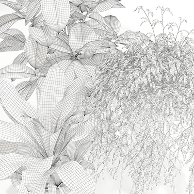 Plants collection 141 MADRE SELVA GRANDE — Вид 3