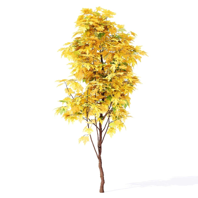 Acer campestre 02 — Descargar