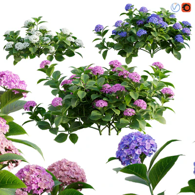 Hydrangea 02 — Вид 1
