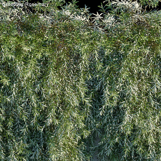 Creeping Rosemary — Descargar