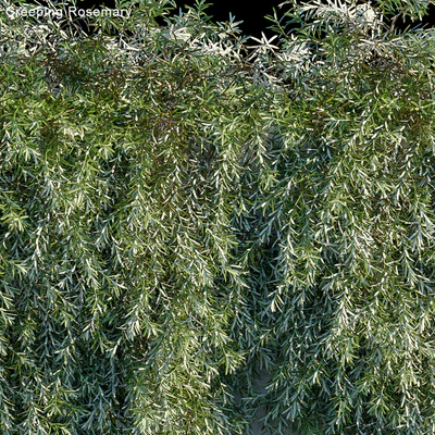 Creeping Rosemary — Ver 2