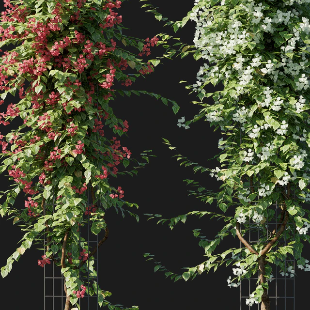 Bougainvillea 09 — Скачать