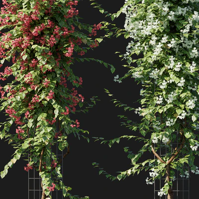 Bougainvillea 09 — Вид 2