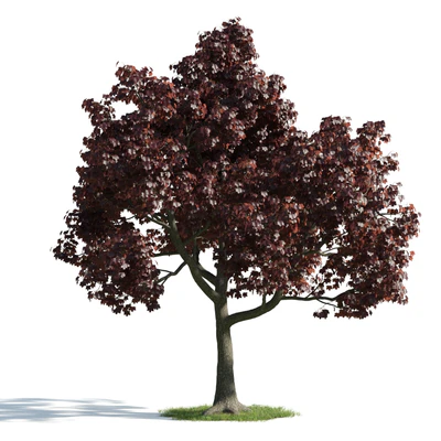 trees 021 — Скачать