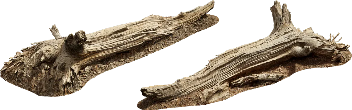 old fallen tree 003 — Descargar