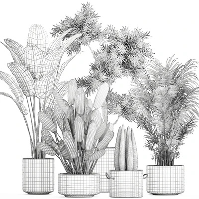 Collection of plants in concrete pots with Strelitzia, palm, Sansevieria. Set 754. — Ver 5