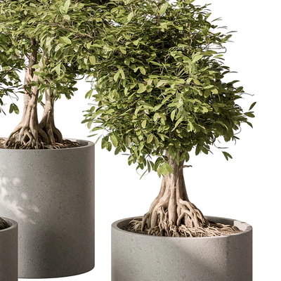 indoor Plant Set 440 - Bonsai — Вид 4