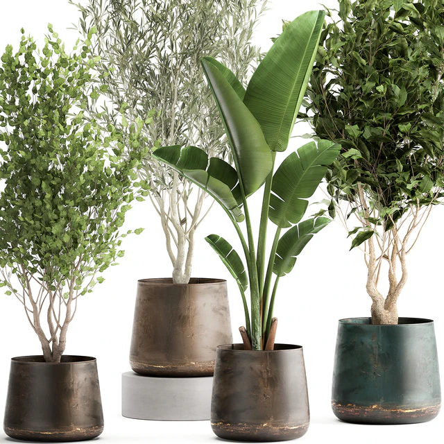 Collection of tree plants in outdoor metal rusty pots Banana palm, . Set 949. — Descargar