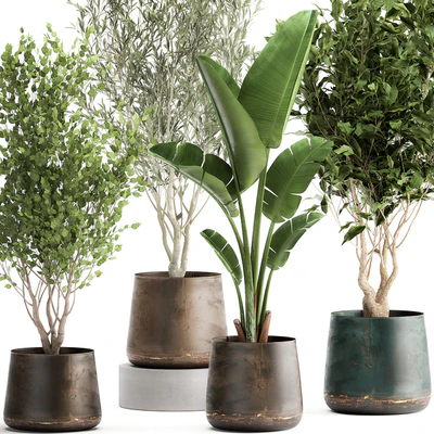 Collection of tree plants in outdoor metal rusty pots Banana palm, . Set 949. — Ver 4