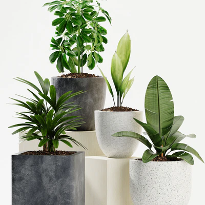 PLANTS 165 — Вид 2