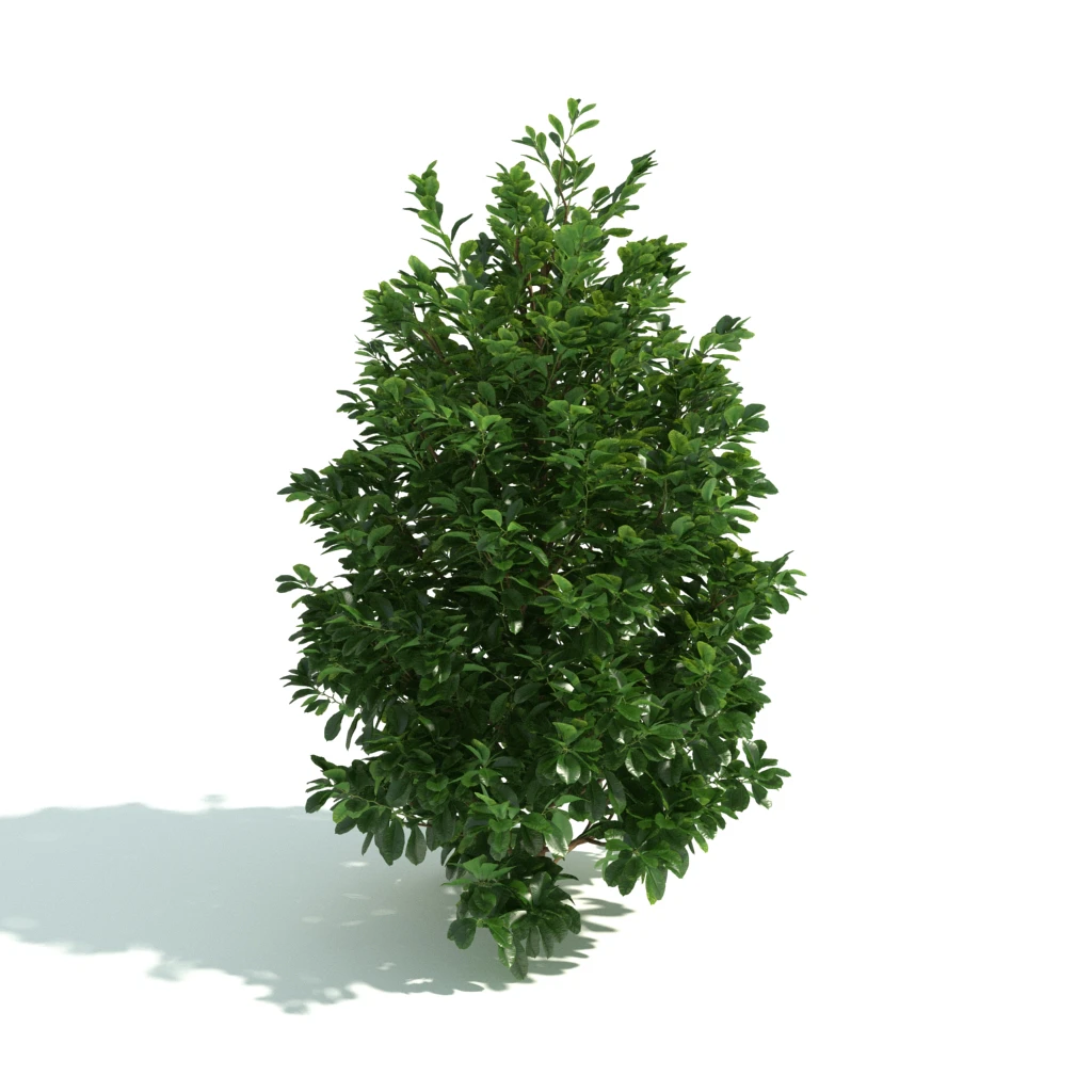 hedges 034 — Скачать