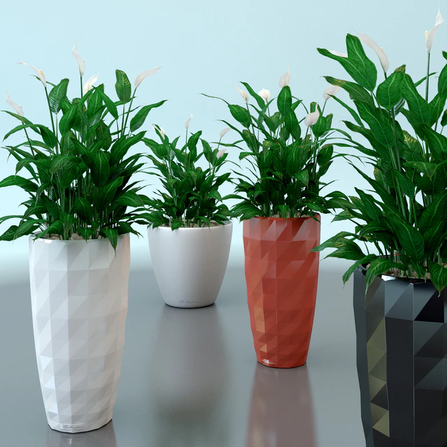 Spathiphyllum Wallis / Spathiphyllum wallisii in pots Lechuza — Descargar