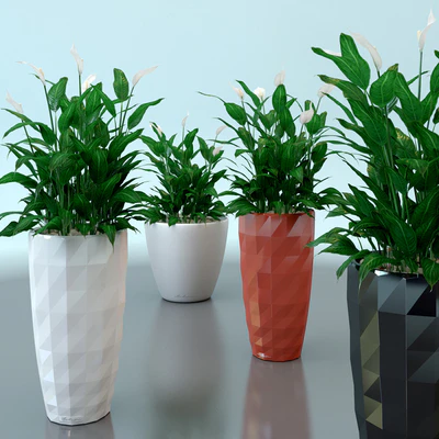 Spathiphyllum Wallis / Spathiphyllum wallisii in pots Lechuza — Ver 1