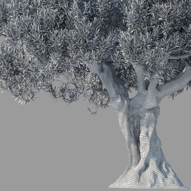 Дерево оливы 8 (Olive tree 8) — Скачать
