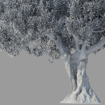 Дерево оливы 8 (Olive tree 8) — Вид 6