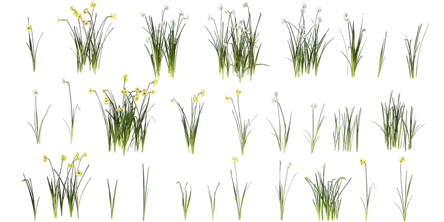 rush daffodil 001 — Скачать