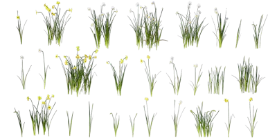 rush daffodil 001 — Скачать