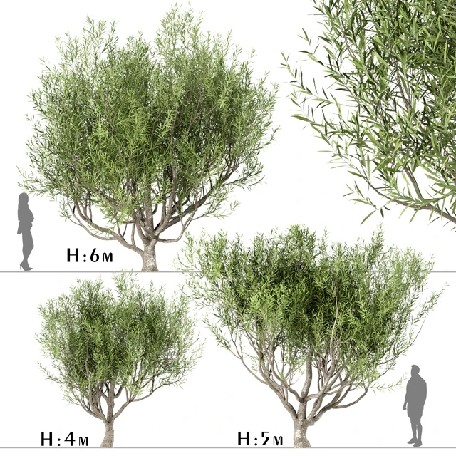 Set of Olive Trees (Olea Europaea) (3 Trees) — Descargar