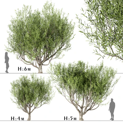 Set of Olive Trees (Olea Europaea) (3 Trees) — Ver 1