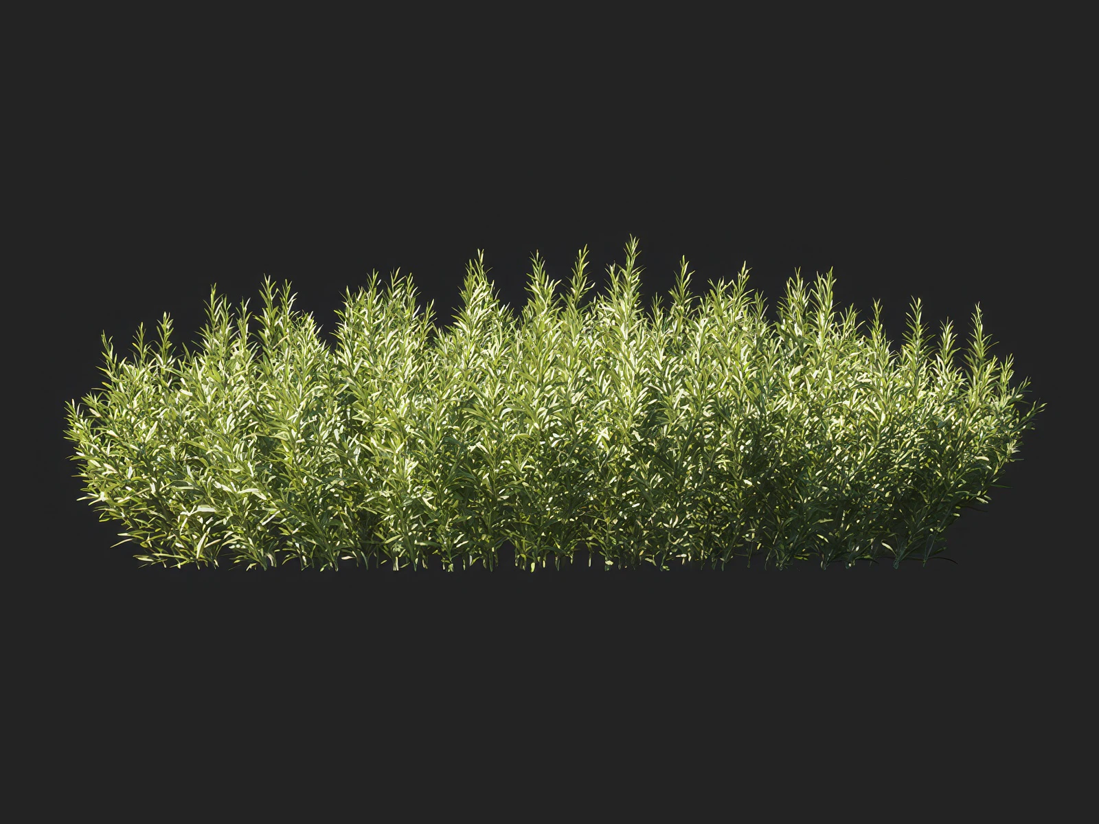 salvia rosmarinus 006 — Скачать