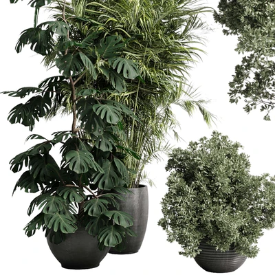 indoor plant set 452 plant bush monstera tree vase dirty concrete — Вид 5