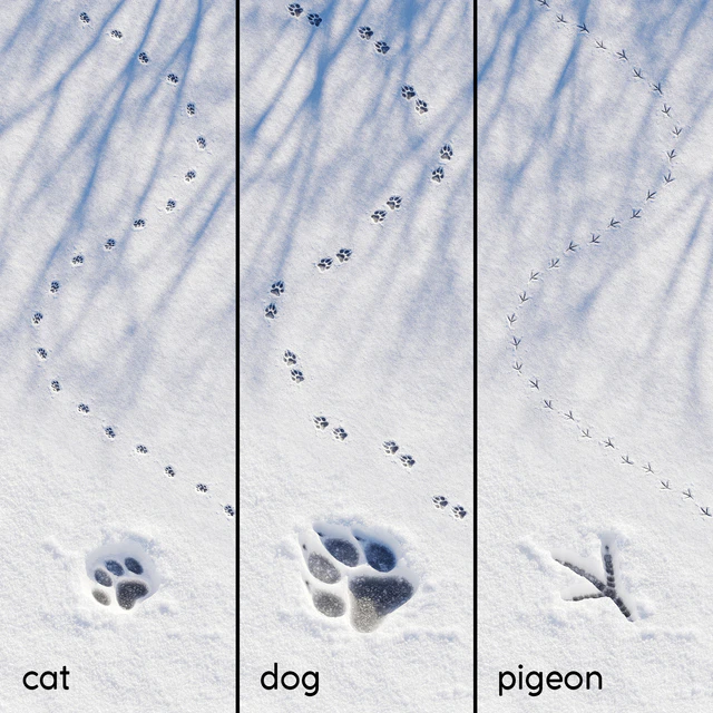 Prints in the snow — Descargar